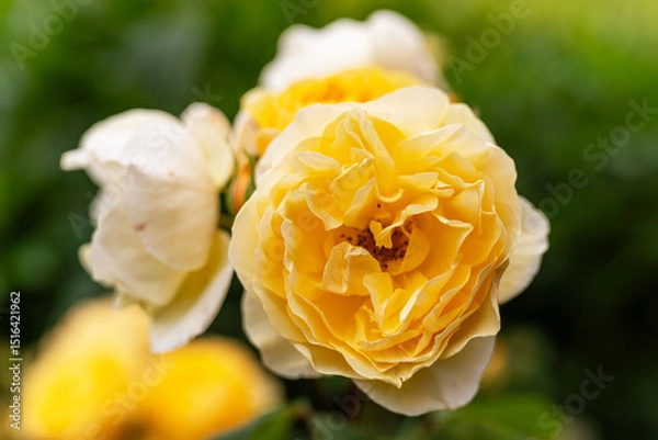 Obraz Close-up of the blossom of a yellow historic English rose