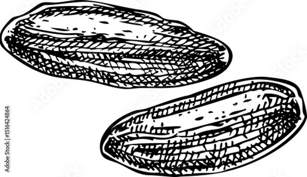 Fototapeta Tonka bean sketch. Hand-drawn vector icon. Perfumery and cosmetics, aromatic ingredients. Logo design. Not AI generated 