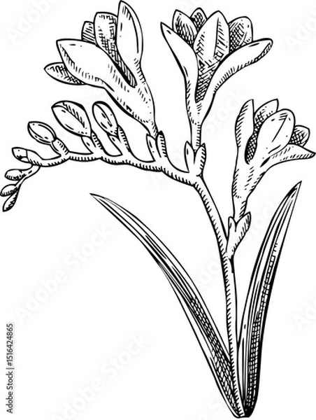 Fototapeta Freesia flower sketch. Hand-drawn vector icon. Perfumery and cosmetics, aromatic ingredients. Logo design. Not AI generated 