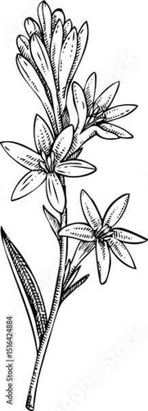 Fototapeta Tuberose flower sketch. Hand-drawn vector icon. Perfumery and cosmetics, aromatic ingredients. Logo design. Not AI generated 
