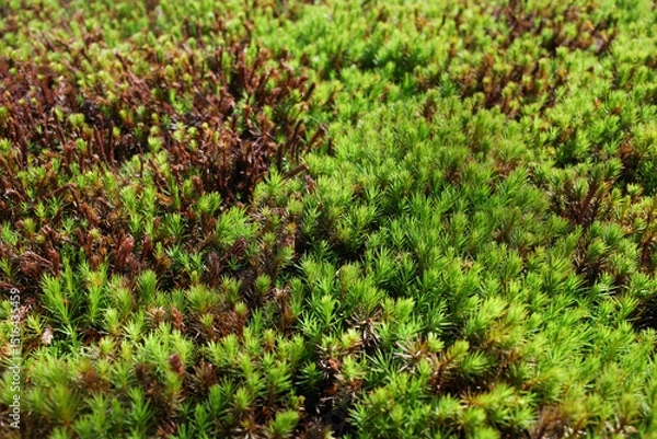 Fototapeta a carpet of small, spiky green moss plants and brown stalks beneath, stretching into the soft blur of the background.