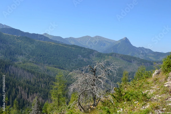 Obraz Spectacular views from the peak of Kopieniec Wielki (1328 m. n. m.) – a peak in the mountain forest part of the Western Tatras, between the Olczyska Valley and Chlabowska Valley. Zakopane, Poland