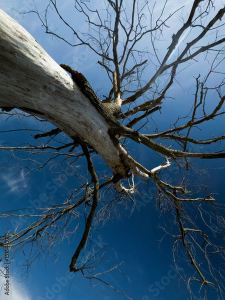 Obraz Dead tree against the sky, signs of time and changing nature