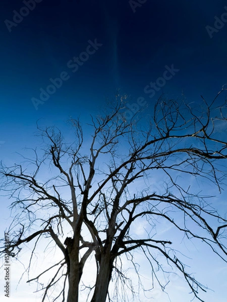 Obraz Dead tree against the sky, signs of time and changing nature