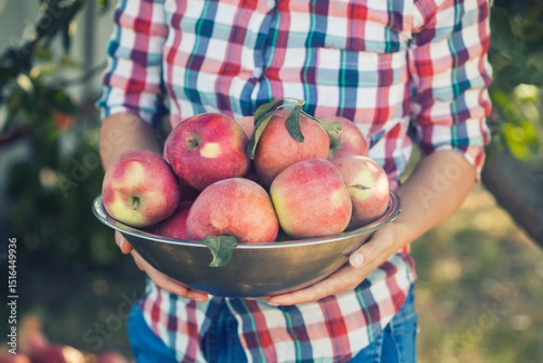 Obraz woman farmer in jeans and a plaid shirt holding a bowl of apples in her hands standing in an orchard