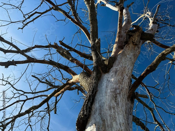 Obraz Dead tree against the sky, signs of time and changing nature