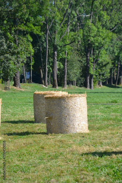 Obraz Haystack harvested in cereal field. Rolls of hay bales in a field. Hay is prepared in a roll for storage in winter. Agricultural scene on the polish countryside