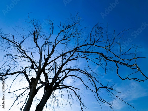 Obraz Dead tree against the sky, signs of time and changing nature