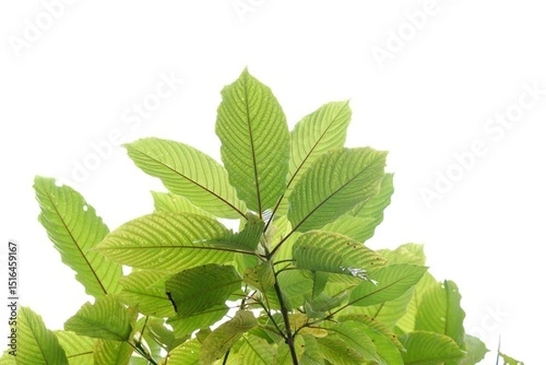 Obraz Kratom leaves with branches on white isolated background for green foliage backdrop