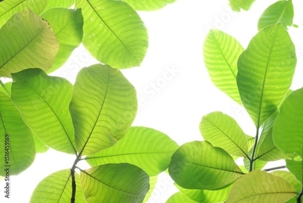 Obraz A tropical tree leaf with branches on white isolated background for green foliage backdrop 