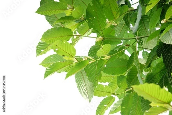 Obraz Kratom leaves with branches on white isolated background for green foliage backdrop