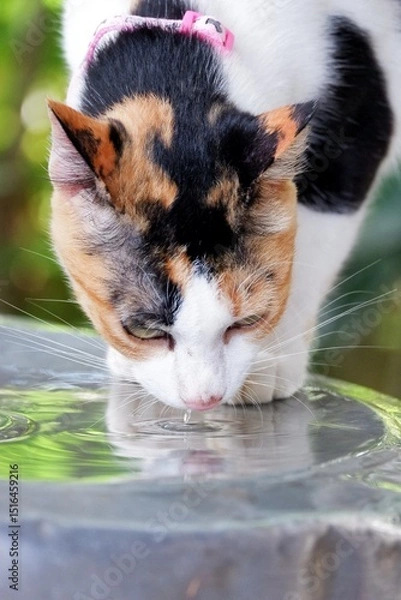 Obraz A Calico cat drinking water in a tray with blurred green nature background 