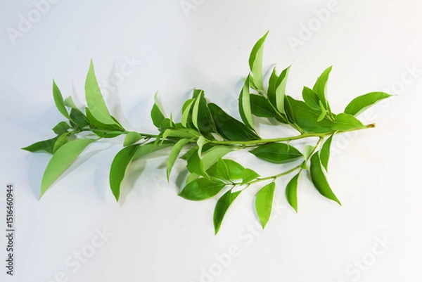 Obraz Leaf of Cinnamomum camphora tree on white background