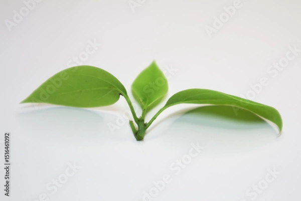 Obraz Leaf of Cinnamomum camphora tree on white background