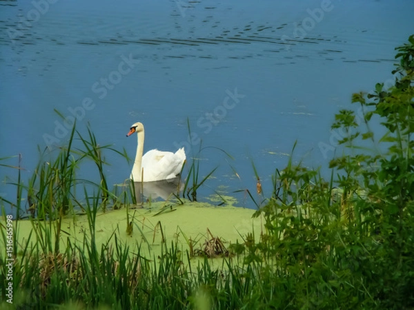 Fototapeta White swan on a pond in the countryside early in the morning.