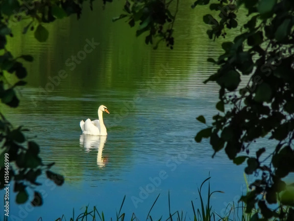 Fototapeta White swan on a pond in the countryside early in the morning.
