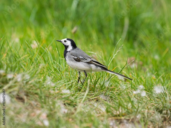 Fototapeta White wagtail foraging gracefully in lush green grass during a sunny day in a natural habitat near Danube river