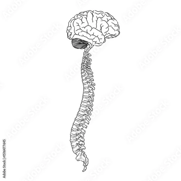 Fototapeta Human spinal cord in black and white sketch form