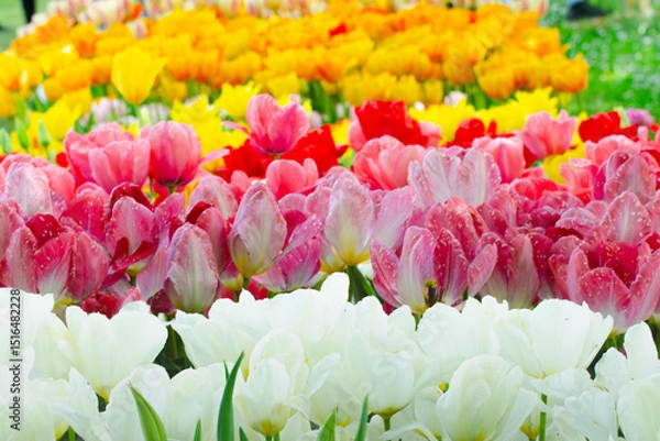 Obraz White, pink, red, orange and yellow tulips growing in a large colorful garden during springtime