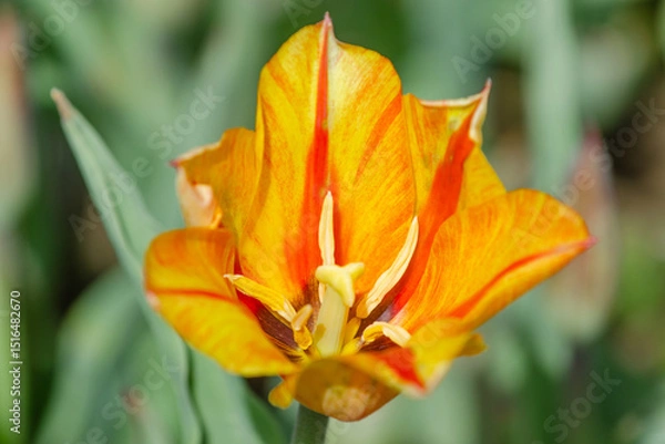 Obraz Vibrant orange tulip blooming in garden, showcasing delicate petals and stamens