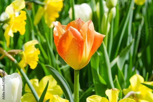 Obraz Close up of a vibrant orange tulip standing tall amidst a field of yellow daffodils, creating a stunning springtime display