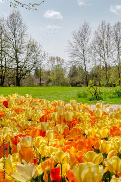 Obraz Orange and yellow tulips blooming in a park during a sunny spring day