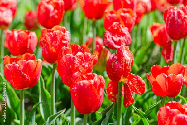 Obraz Beautiful red and white variegated tulips blooming in a sunny spring garden