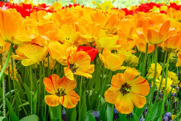 Obraz Beautiful striped orange and yellow tulips blooming among other colorful flowers in a vibrant spring garden