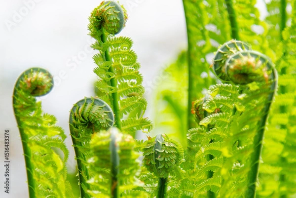 Obraz Close up of fresh, vibrant green fern fronds unfurling, capturing the essence of springtime renewal and growth