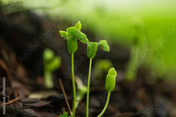 Fototapeta Close-up of tree seedlings,Close-up of several young seedlings growing on rich black soil with rain dew on green bokeh background. World Earth Day concept.