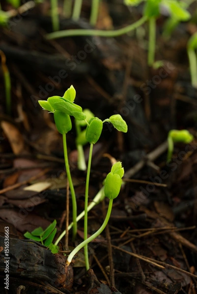 Fototapeta Close-up of tree seedlings,Close-up of several young seedlings growing on rich black soil with rain dew on green bokeh background. World Earth Day concept.