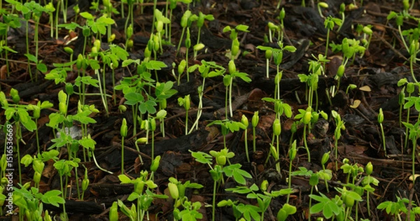 Fototapeta Close-up of tree seedlings,Close-up of several young seedlings growing on rich black soil with rain dew on green bokeh background. World Earth Day concept.