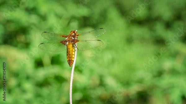 Fototapeta Plattbauch, weibchen