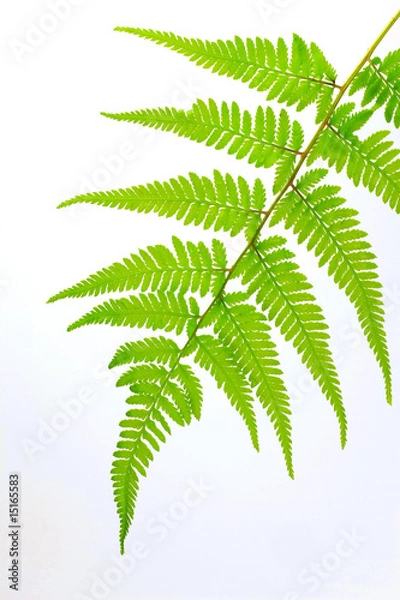 Obraz fern