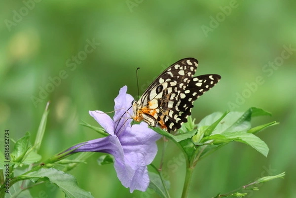 Obraz A beautiful monarch butterfly with orange and black wings rests on a colorful summer flower in a garden in Luang Prabang, Laos
