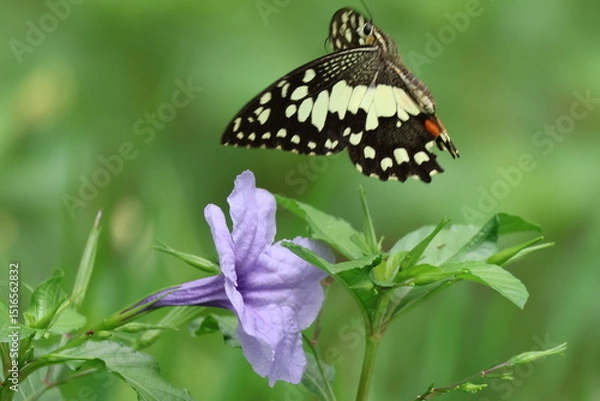 Obraz A beautiful monarch butterfly with orange and black wings rests on a colorful summer flower in a garden in Luang Prabang, Laos