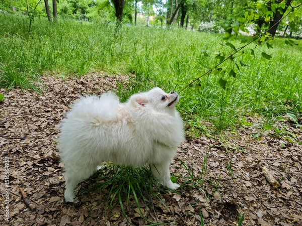 Fototapeta Fluffy white dog with a bushy tail stands on leafy ground, looking up at hanging green leaves. The background is lush with grass and scattered trees in a natural setting