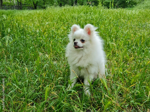 Fototapeta Fluffy white dog sitting in lush green grass, surrounded by tall plants. The small dog appears alert and content, with its tongue slightly out and ears perked. Forested area in distance