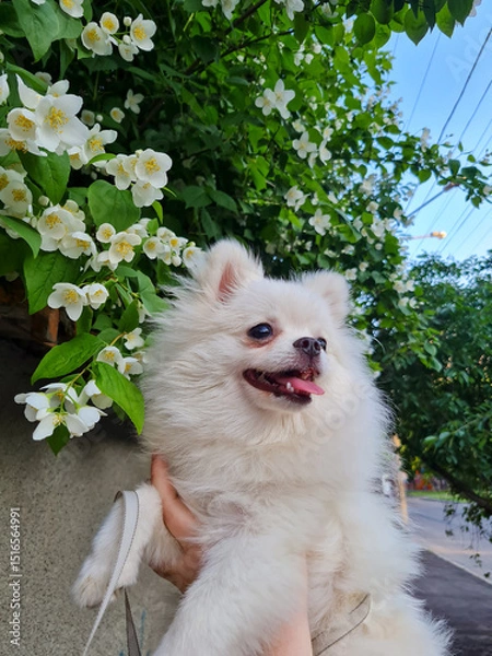 Fototapeta Fluffy white dog being held under blooming flowers with green leaves, clear sky, and power lines above. The dog looks cheerful, with tongue out and eyes bright, lovingly supported by hands