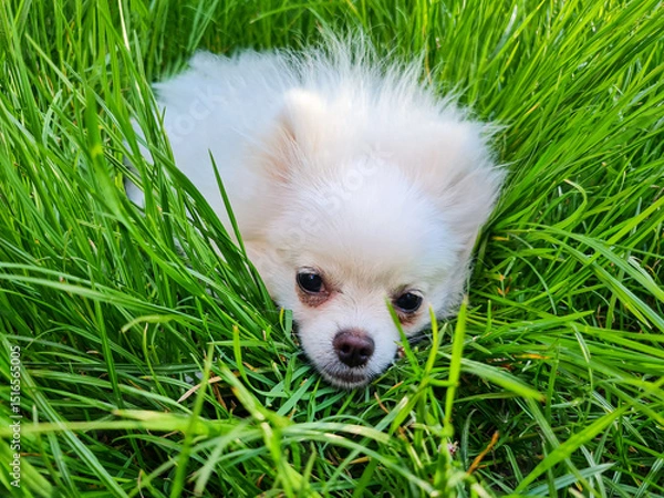 Fototapeta Fluffy white puppy lies nestled in vibrant green grass, looking directly at the camera with a curious and calm expression. The grass surrounds the puppy in a natural embrace
