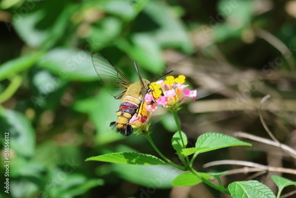 Obraz A beautiful monarch butterfly with orange and black wings rests on a colorful summer flower in a garden in Luang Prabang, Laos