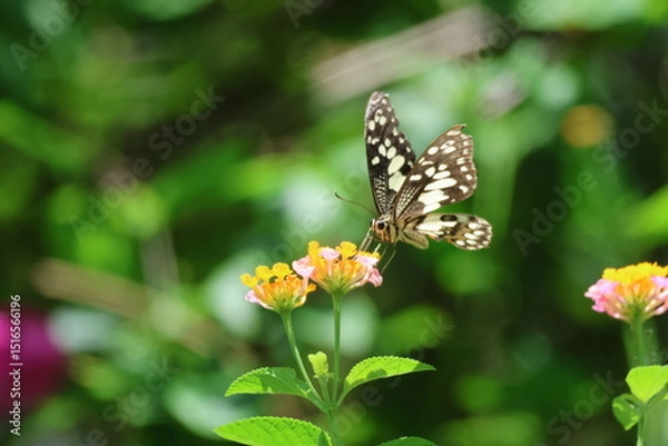 Obraz A beautiful monarch butterfly with orange and black wings rests on a colorful summer flower in a garden in Luang Prabang, Laos