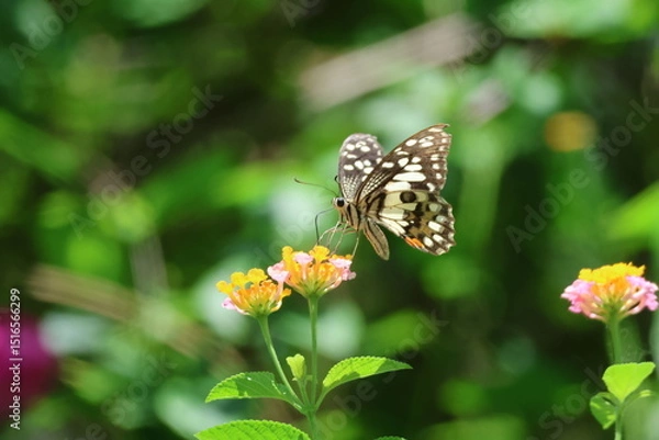 Obraz A beautiful monarch butterfly with orange and black wings rests on a colorful summer flower in a garden in Luang Prabang, Laos