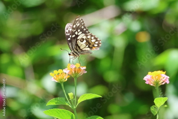 Obraz A beautiful monarch butterfly with orange and black wings rests on a colorful summer flower in a garden in Luang Prabang, Laos