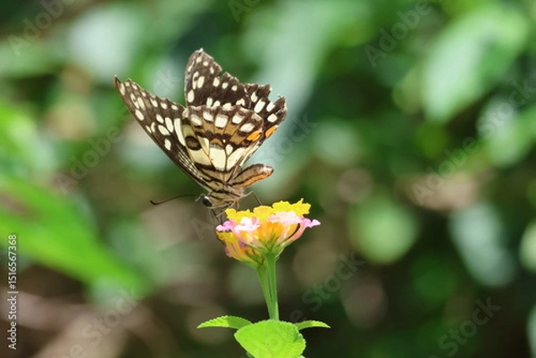 Obraz A beautiful monarch butterfly with orange and black wings rests on a colorful summer flower in a garden in Luang Prabang, Laos