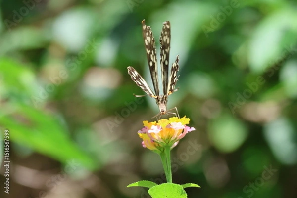 Obraz A beautiful monarch butterfly with orange and black wings rests on a colorful summer flower in a garden in Luang Prabang, Laos