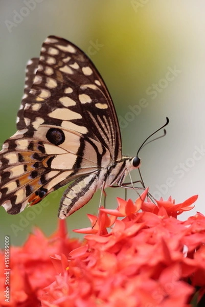Obraz A beautiful monarch butterfly with orange and black wings rests on a colorful summer flower in a garden in Luang Prabang, Laos