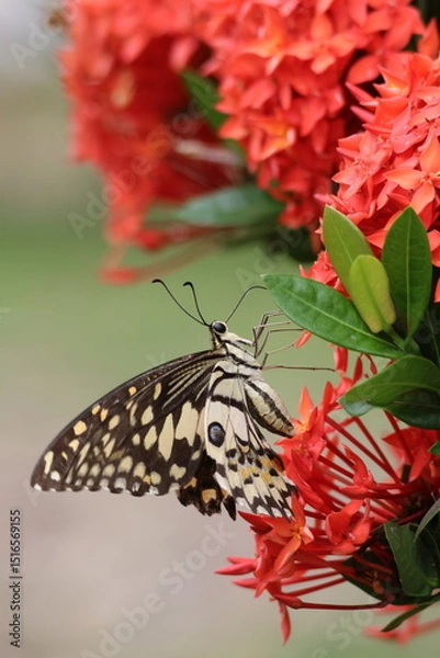 Obraz A beautiful monarch butterfly with orange and black wings rests on a colorful summer flower in a garden in Luang Prabang, Laos