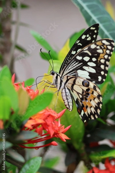 Obraz A beautiful monarch butterfly with orange and black wings rests on a colorful summer flower in a garden in Luang Prabang, Laos