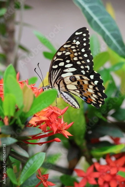 Obraz A beautiful monarch butterfly with orange and black wings rests on a colorful summer flower in a garden in Luang Prabang, Laos